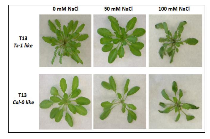 <i>Arabidopsis thaliana</i> with Different Salinity Levels