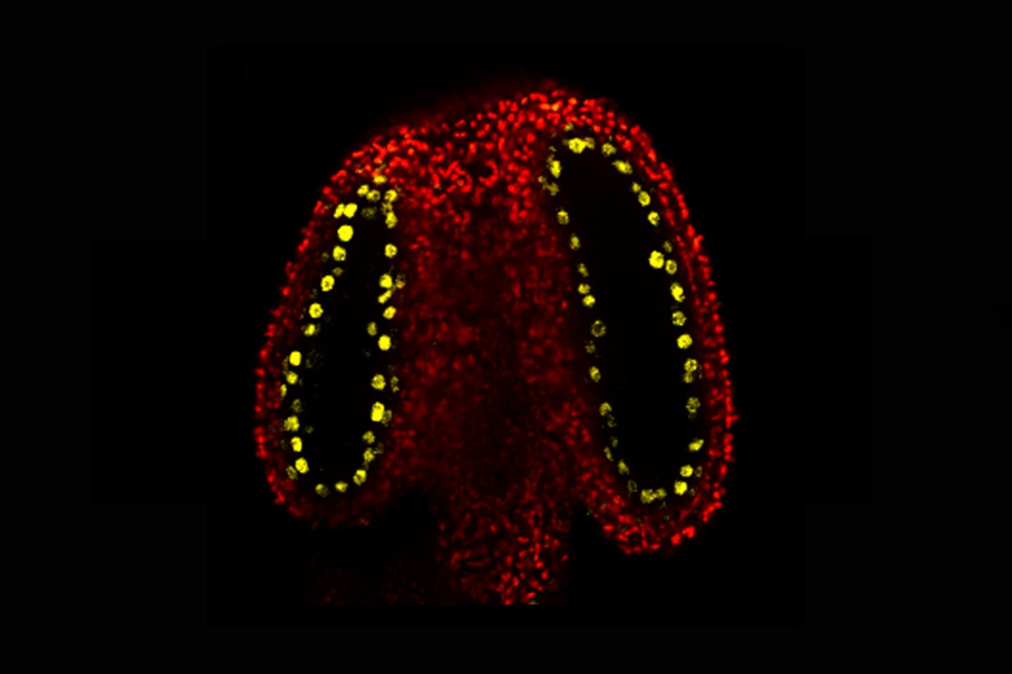 CLSY3 in the tapetal cells surrounding the germ cells.