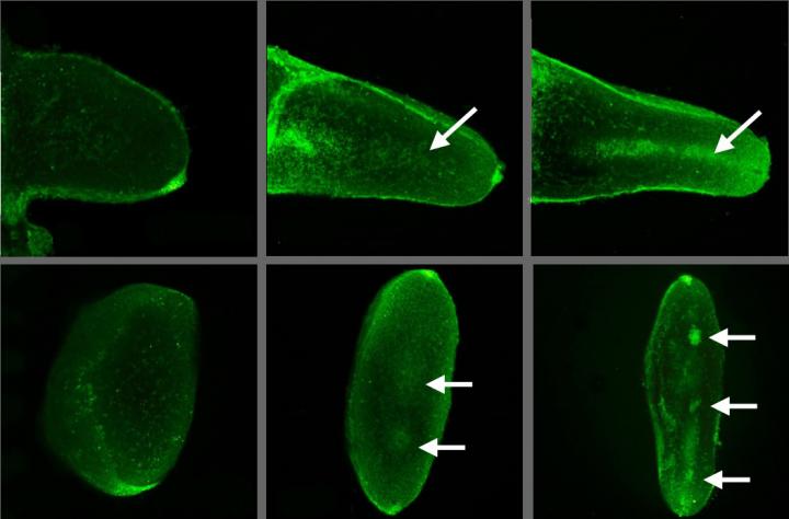 Depolarization in Developing Limb Triggers Genetic Cascade