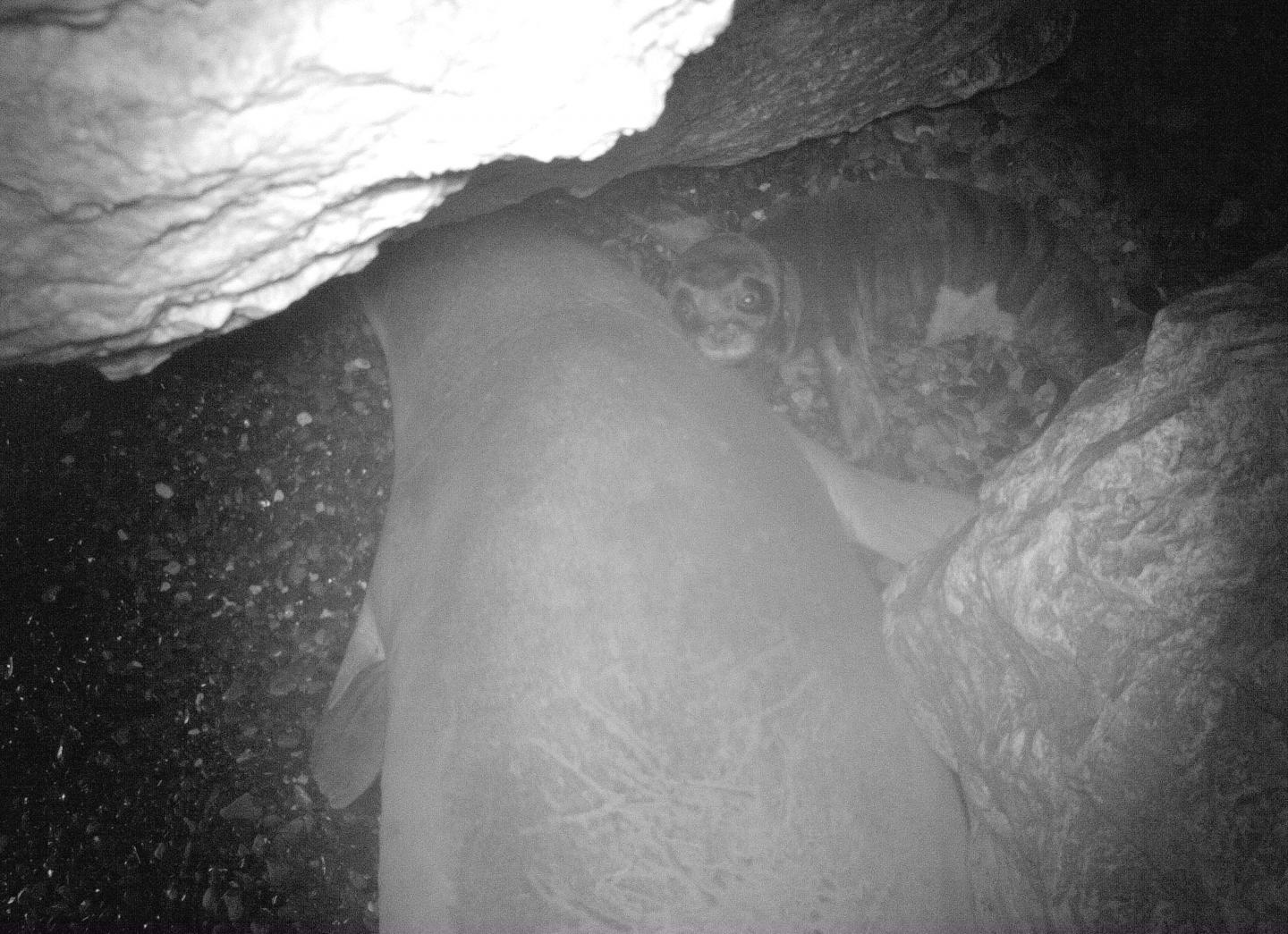 Camera trap image of a monk seal pup