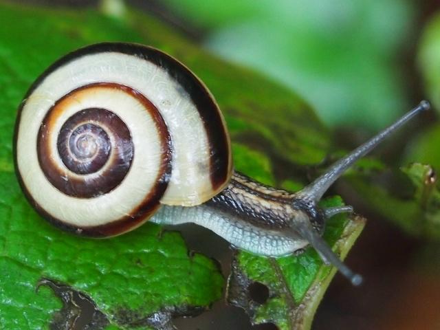 Scientists go Out on a Limb to Study Tree-Climbing Land Snails