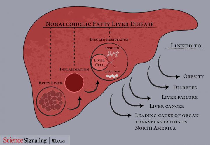 Antiviral Defense Against Hepatic Steatosis (2 of 2)