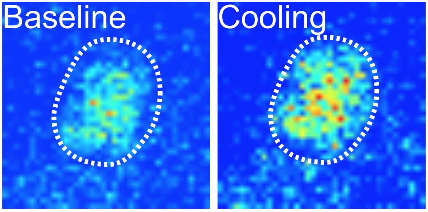 Cooling Activates Part of the Fly's Clock
