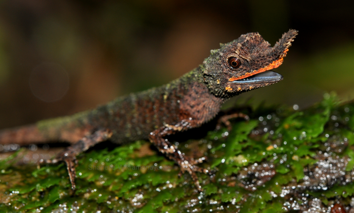 male rough-nosed horned lizard (2)
