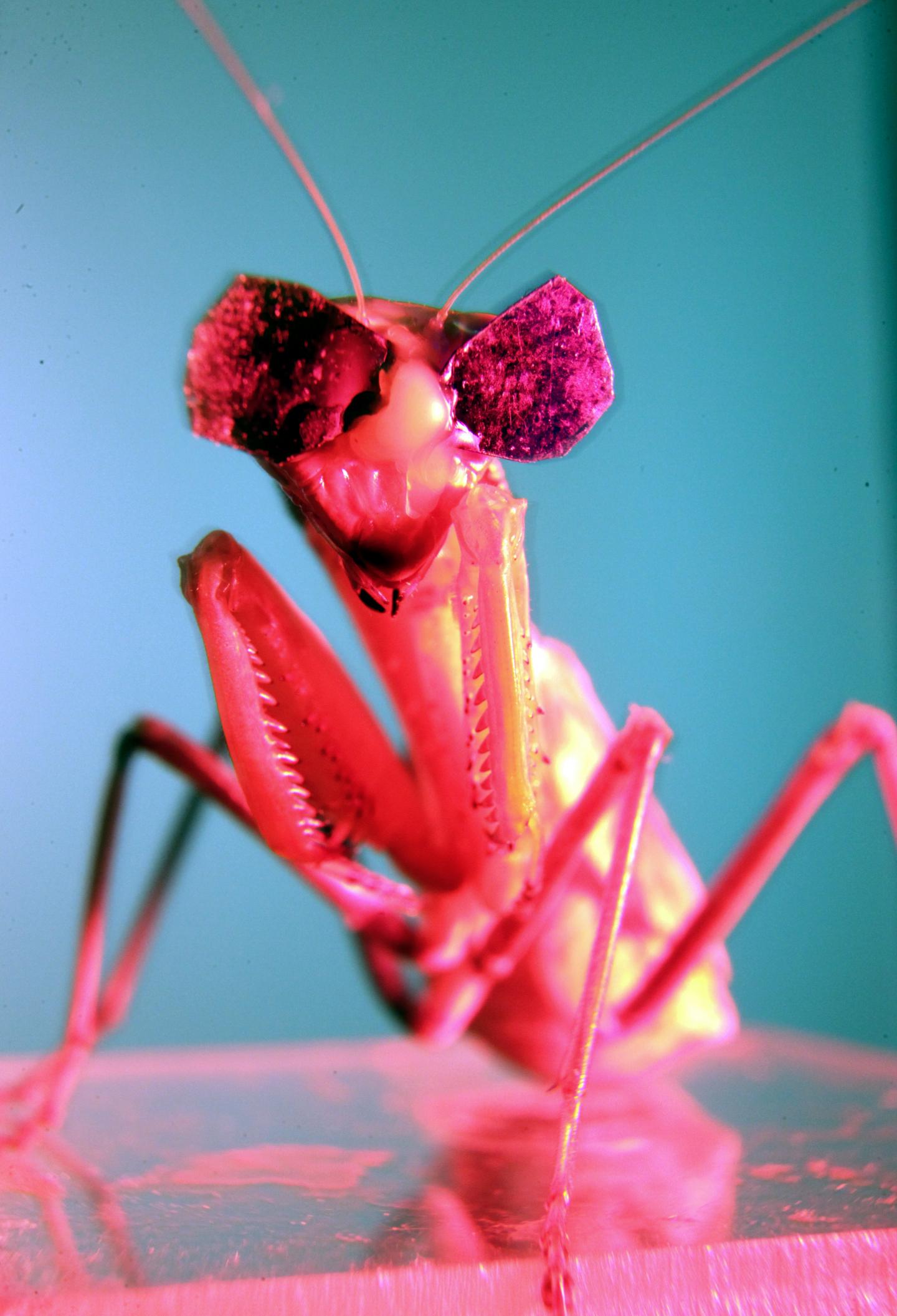 Mantis Wearing 3-D Glasses (1 of 3)