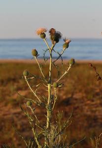 Pitchers thistle