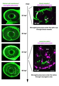 Microglial precursors progressively colonize into the retina from 30 to 48 hours after fertilization.