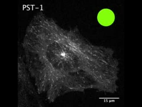 Photostatin Added to Human Cancer Cell Line