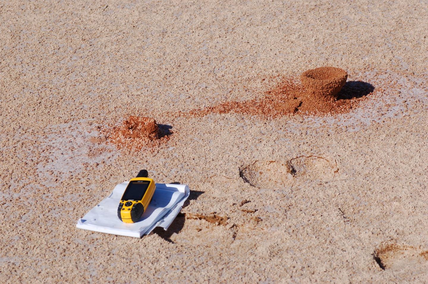 Nests of the Newly Described Species (<I>Melophorus marmar</I>)