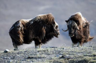 Top Predators Key to Extinctions as Planet Warms (2 of 3)