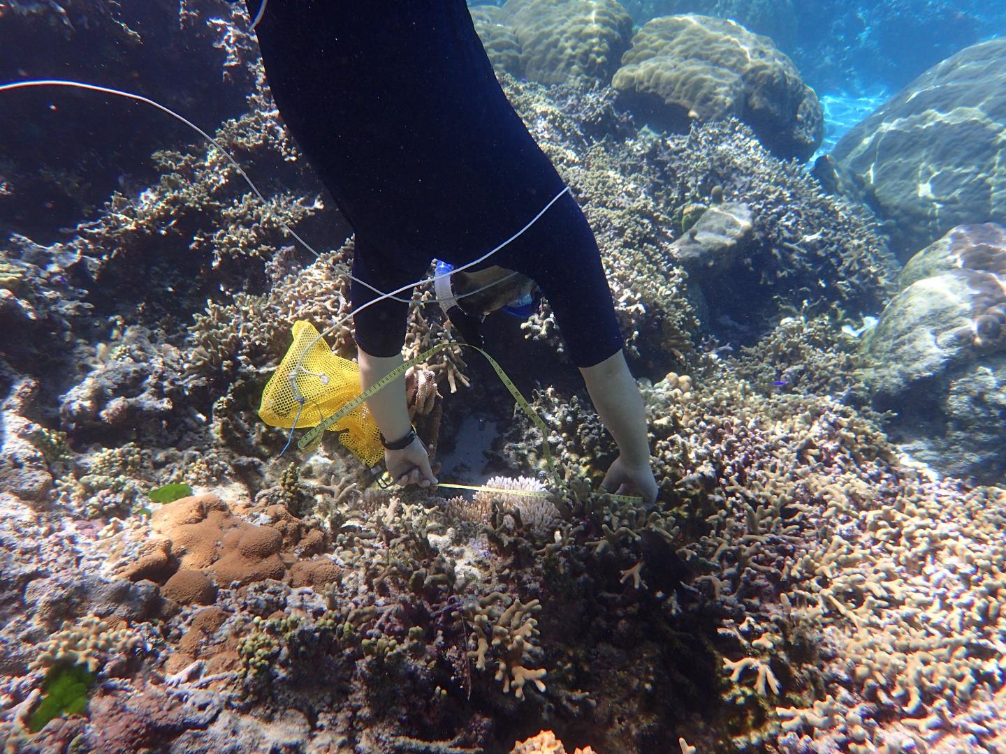 Corals May Adapt to Moderate but Not Severe Climate Change, Genomic Model Suggests (1 of 6)