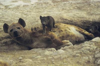 Mother Hyena and Cubs
