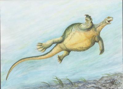 Fossil Turtle Illustration