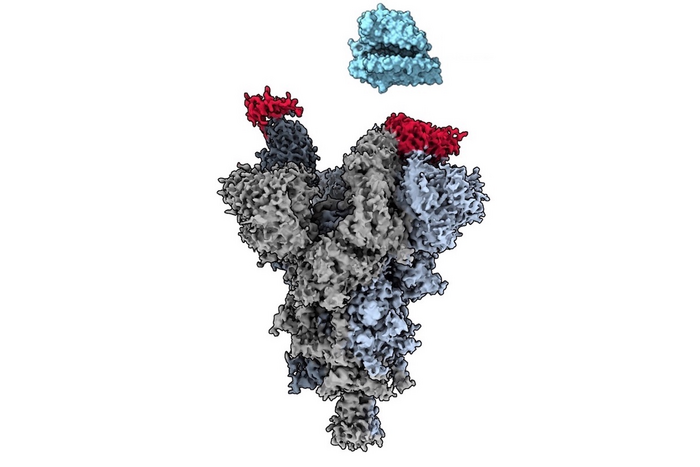 Cryo-electron microscopy reveals how the VH Ab6 antibody fragment (red) attaches to the vulnerable site on the SARS-CoV-2 spike protein (grey) to block the virus from binding with the human ACE2 cell receptor (blue).