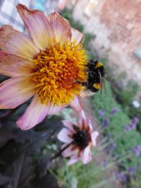 A Bumblebee on a Flower (2 of 2)