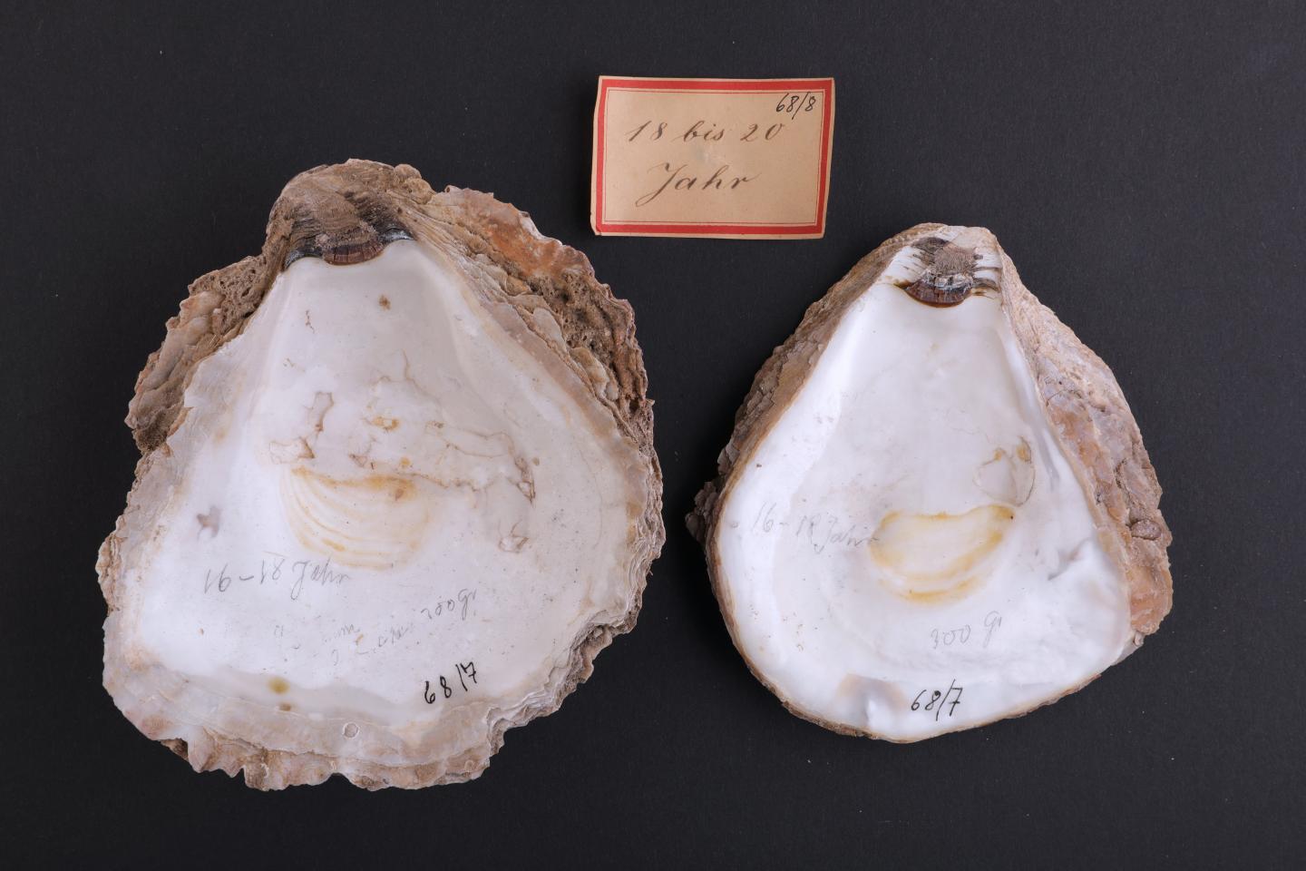 Historical Oyster Shells