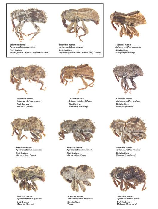 12 new weevil species have been discovered in Japan, Malaysia, Vietnam, and Taiwan