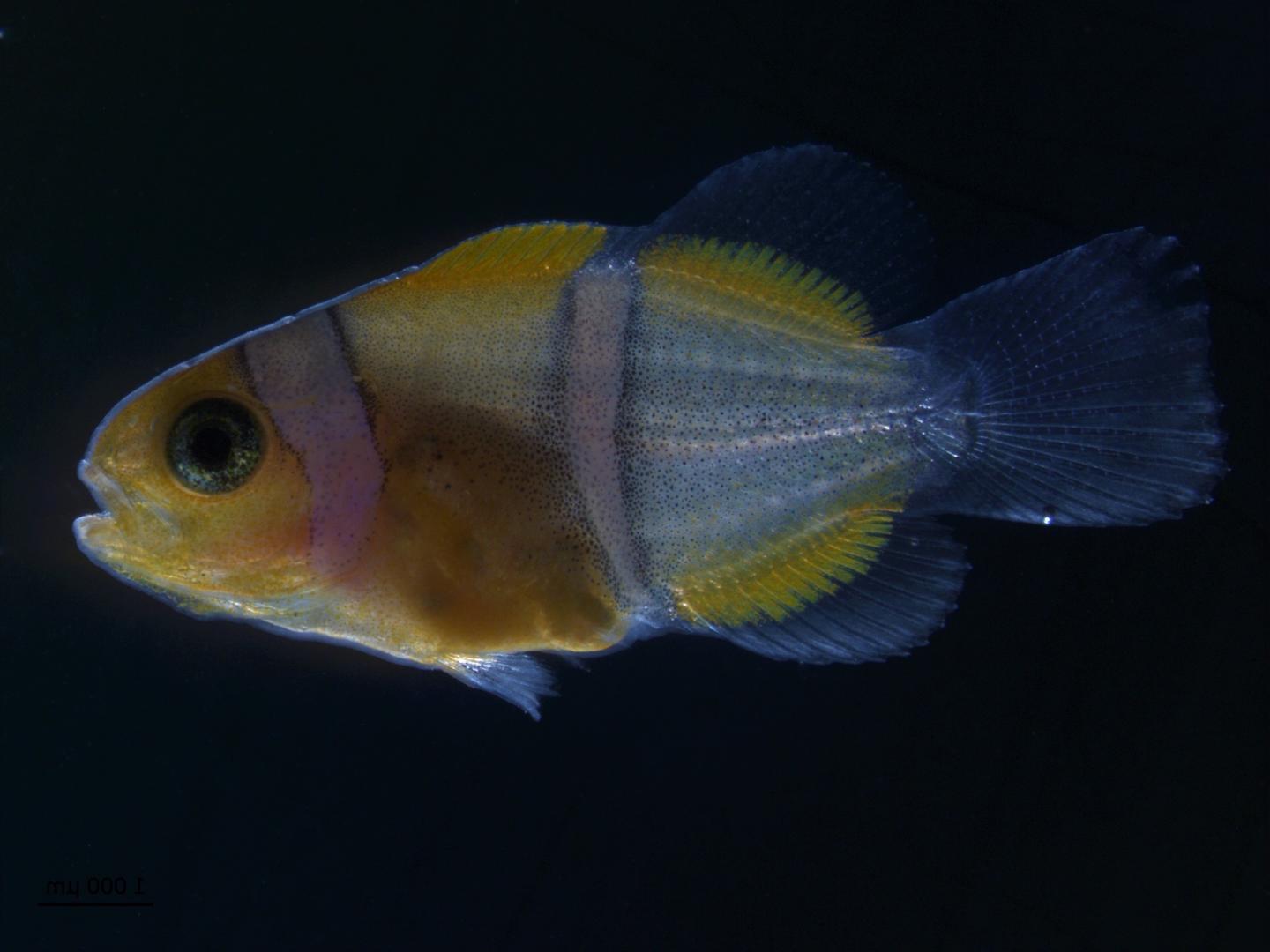 Clown Fishes (2 of 2)