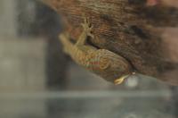 Tokay Gecko on a Vertical Surface