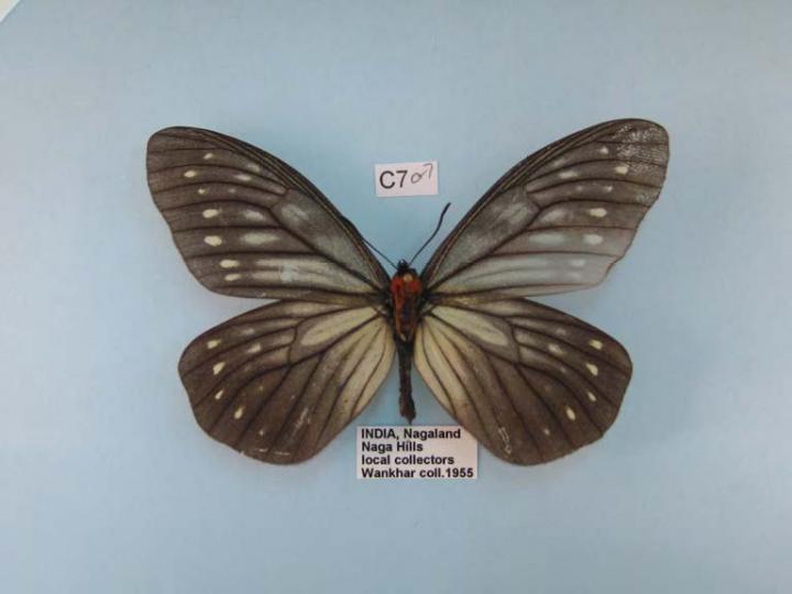 <i>Calinaga sudassana</i>