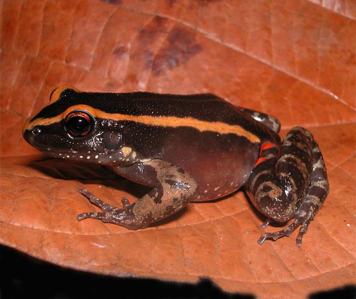 Amazonian Frog has its Own Ant Repellent