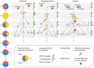 Proposed model of inbreeding depression in rice