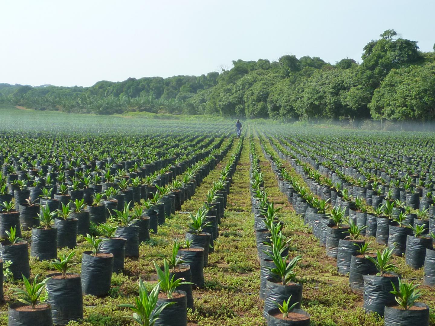 Oil Palm Sappling Field Uganda
