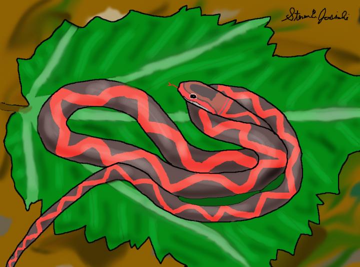 'Winged Serpent' Zilantophis schuberti