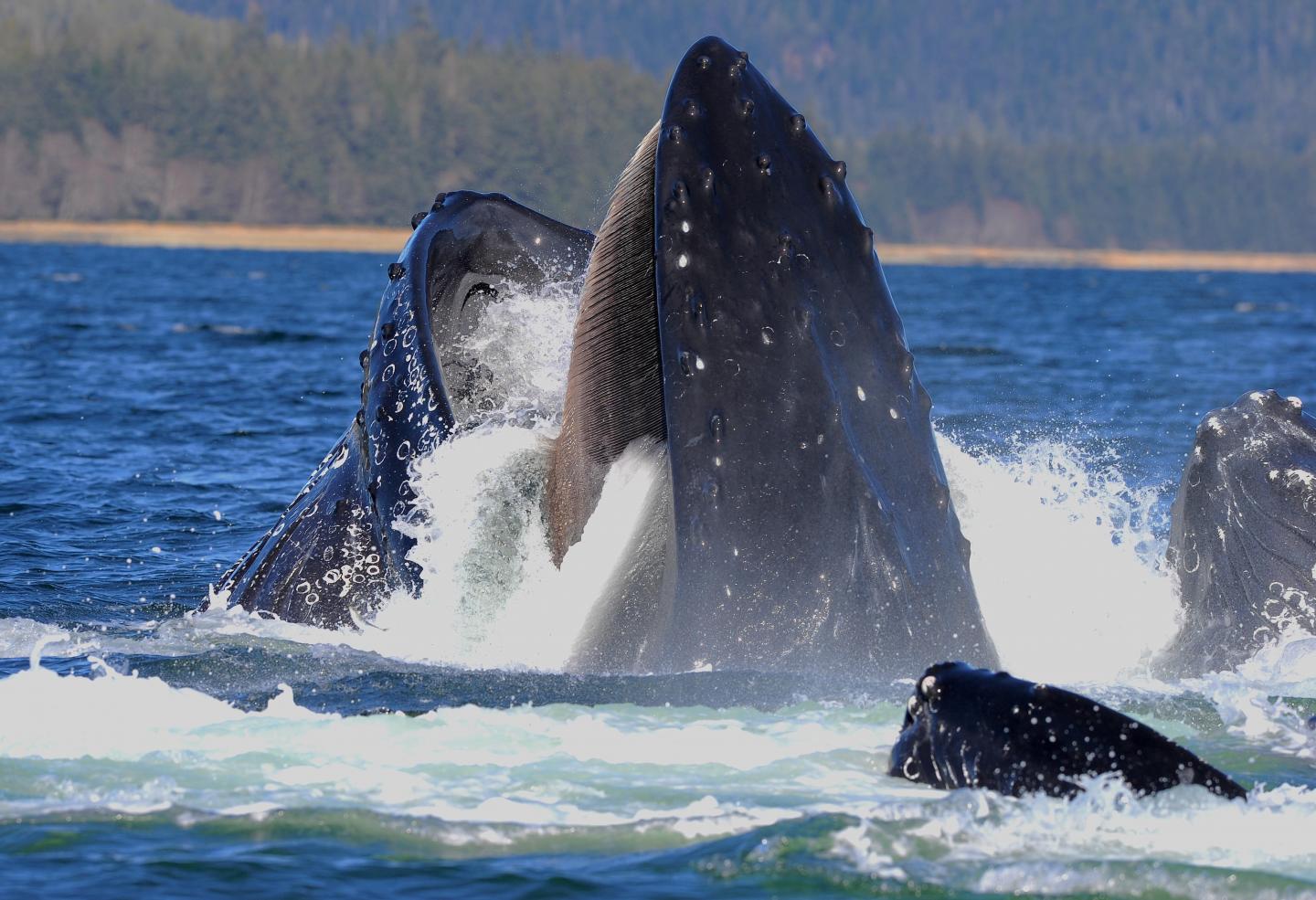 Humpback Whale Feeding Using Baleen