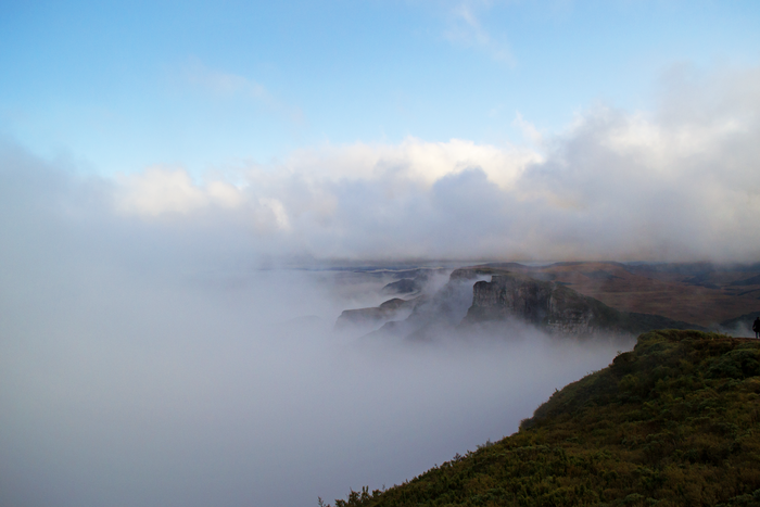 Atlantic Forest II