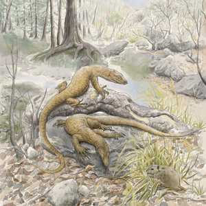 Reconstruction of Archaeovaranus lii