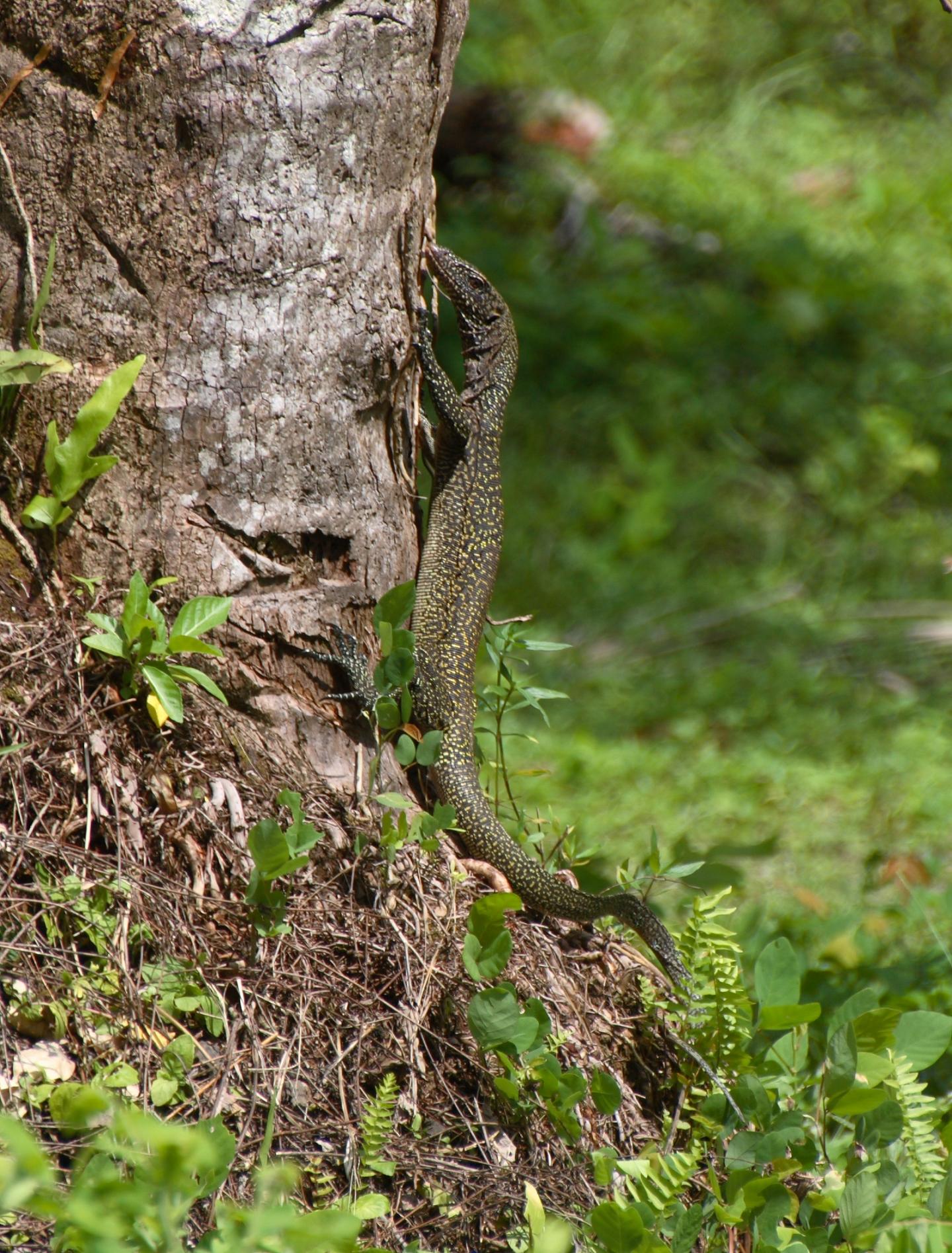 <I>Varanus semotus</I> (2 of 3)