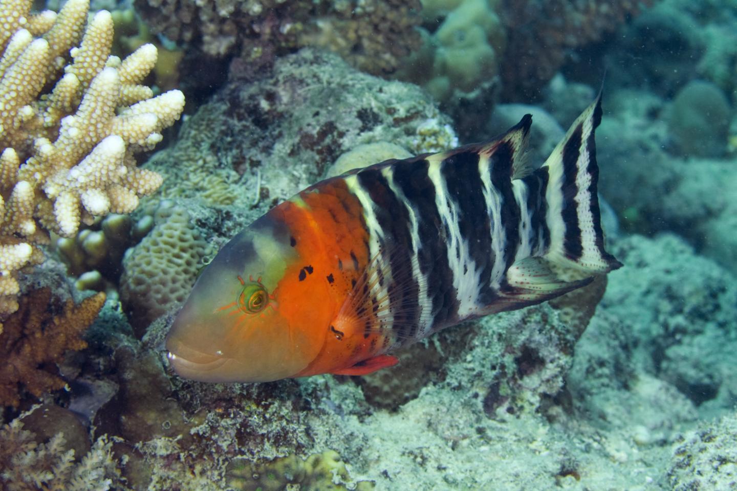 <em>Cheilinus fasciatus</em>