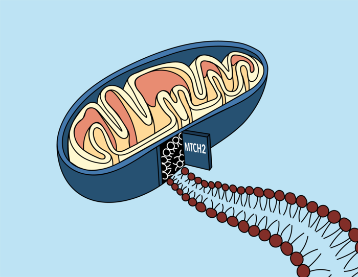 A ‘Door’ into the Mitochondrial Membrane