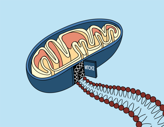 Mitochondria illustration