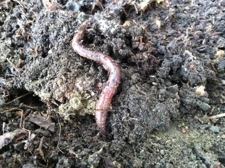 Dartmouth Earthworm Forest Study