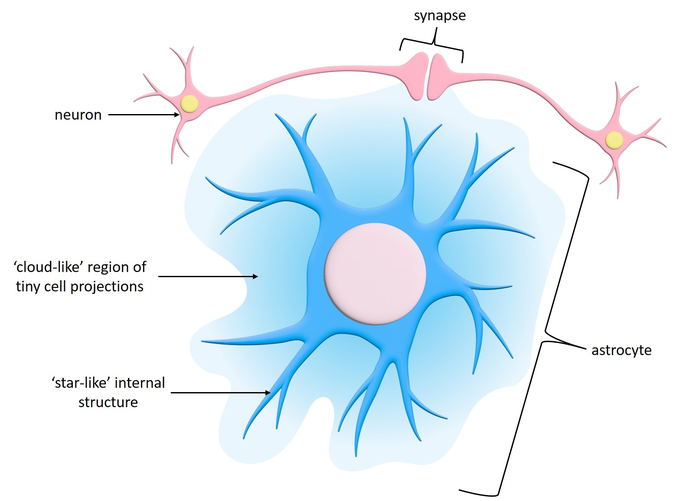 Astrocyte diagram