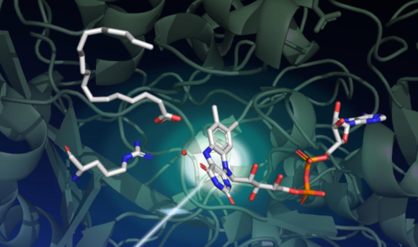 An enzyme converts fatty acids to fuel ingredients with light