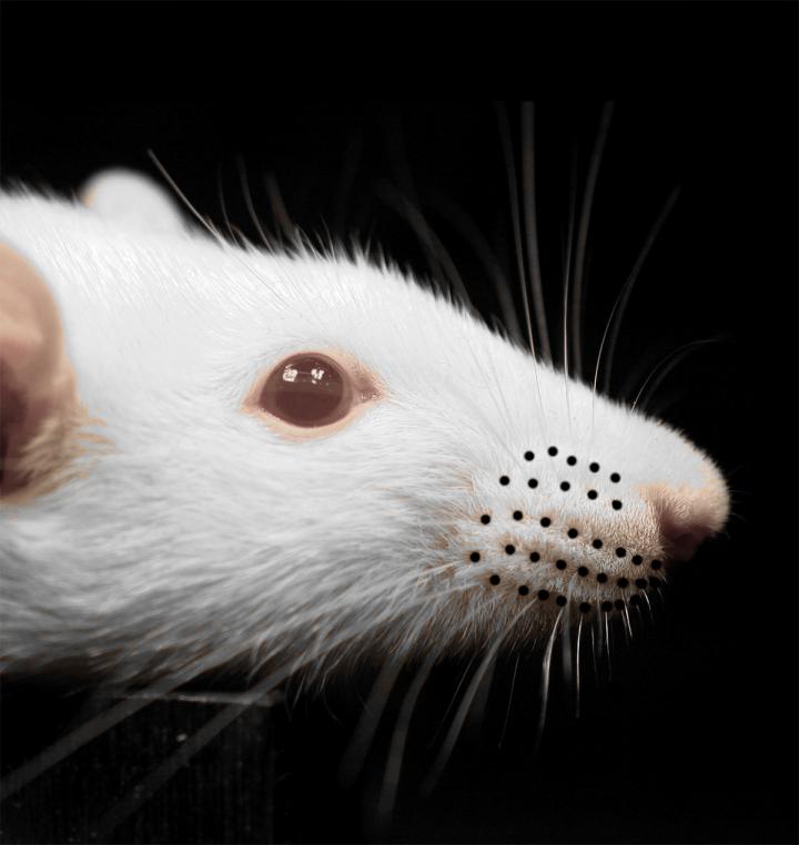 To Follow the Wind, Rats Use their Whiskers (5 of 8)