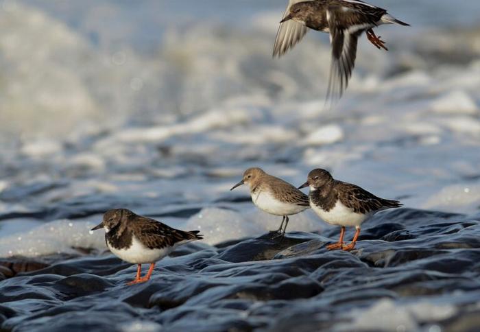 Ruddy turnstones found worldwide