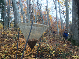 Seed trap used for the survey