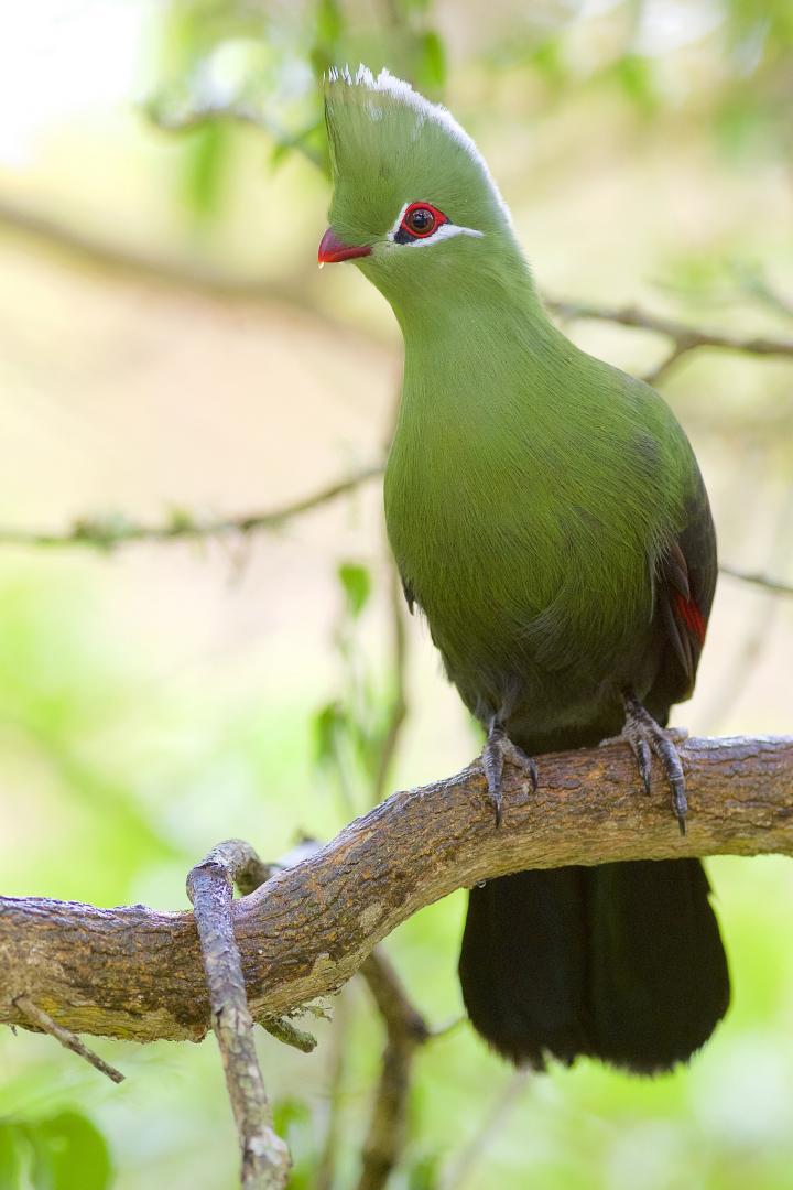 Knysna Turaco