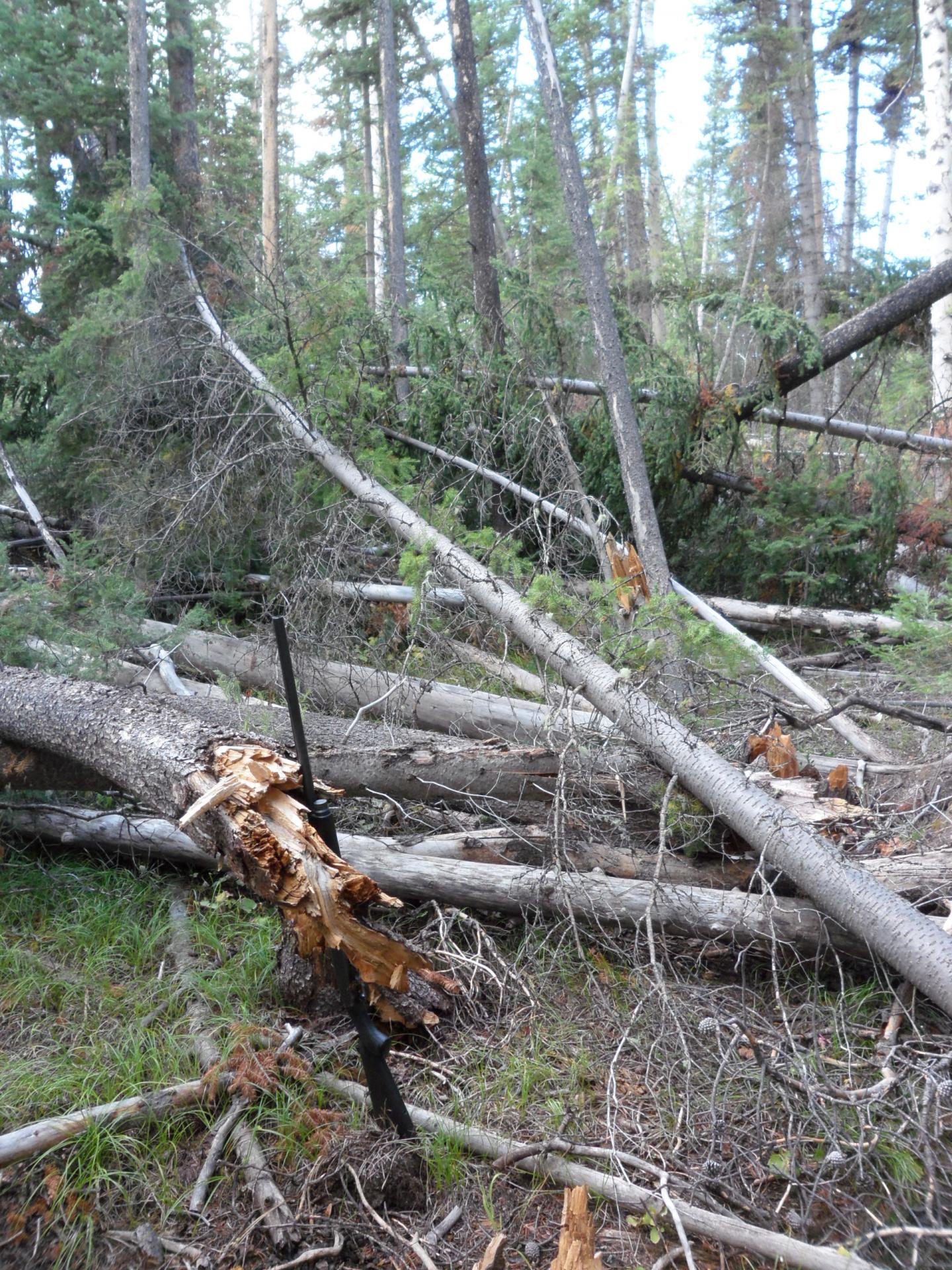 Beetle-Killed Forest