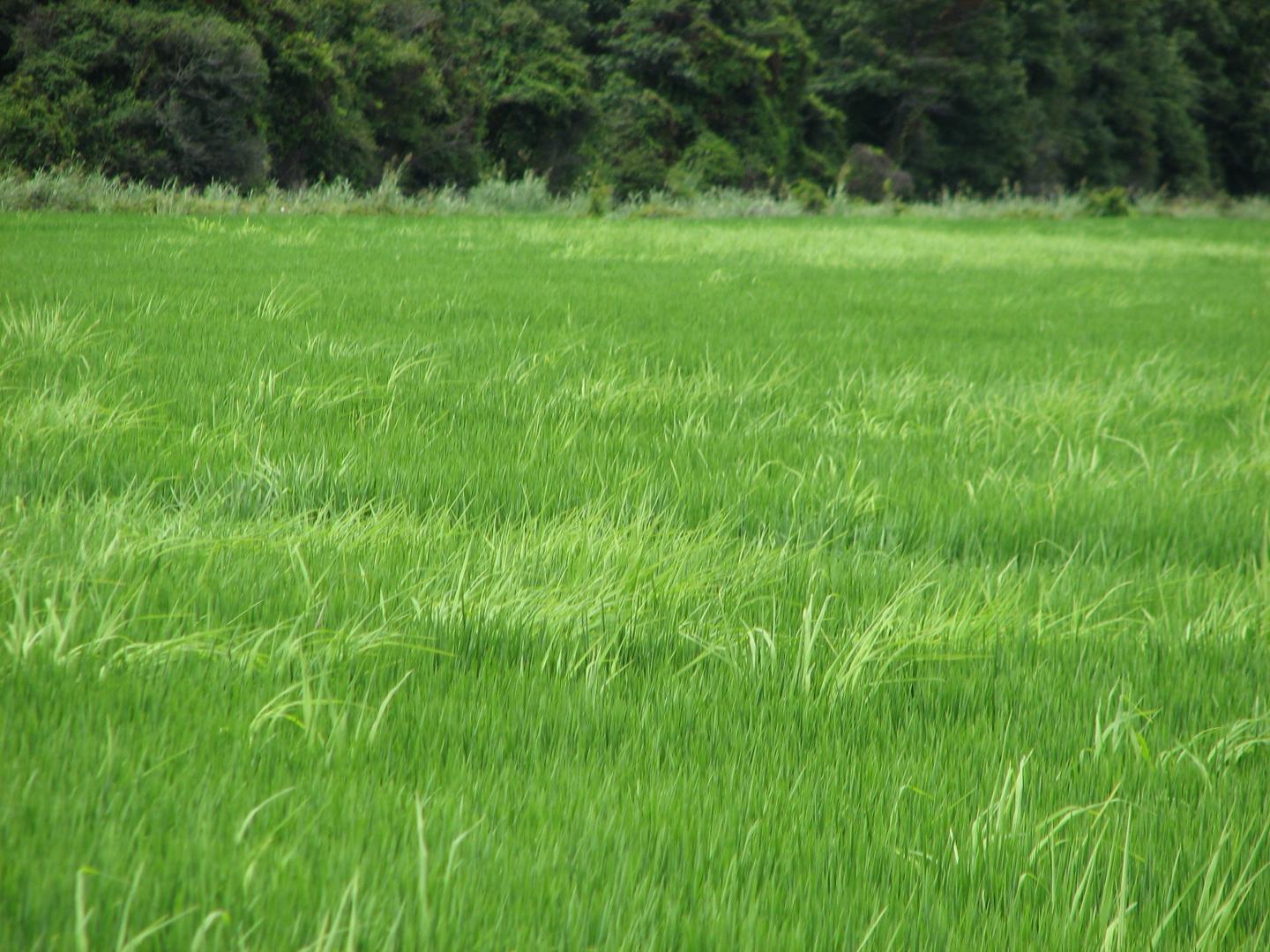 A Field Infested with weedy Rice