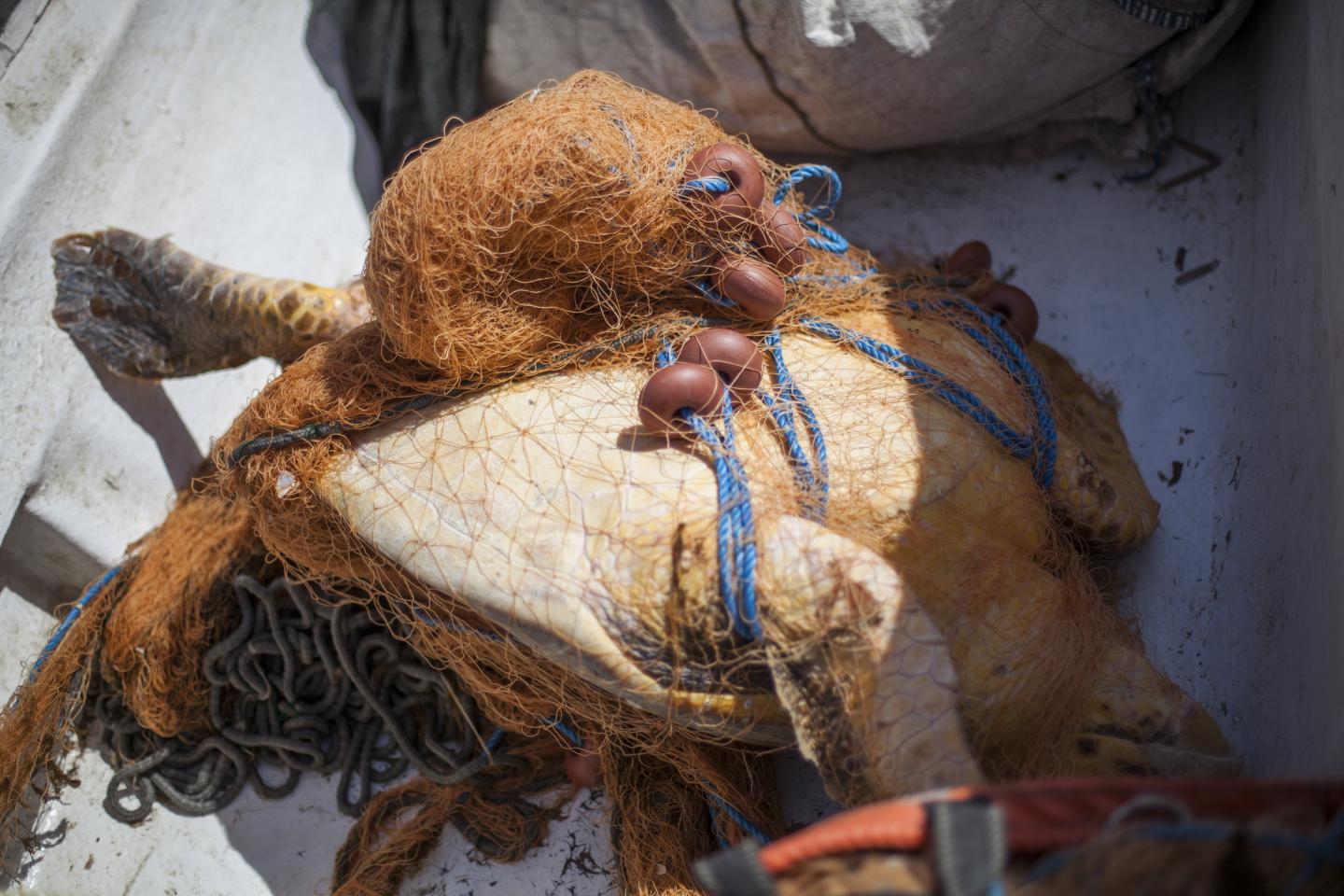 Loggerhead turtle caught in set nets