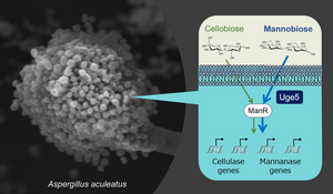 Aspergillus aculeatus