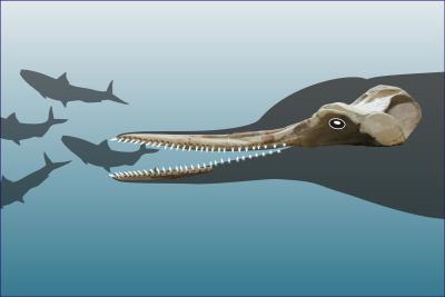 Skull and Partial Mandible of <i>Huaridelphis raimondii</i>