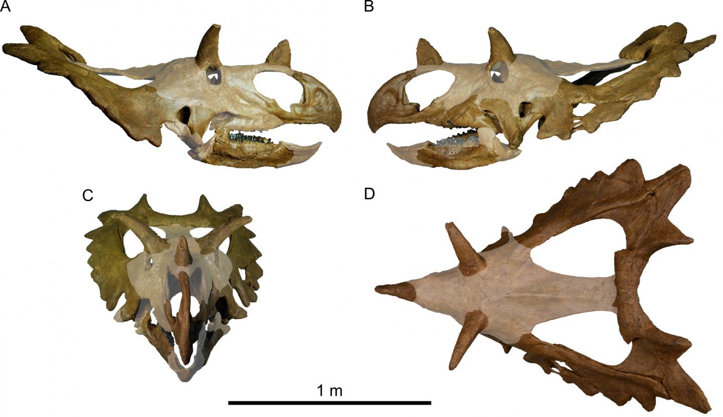 New Species of Horned Dinosaur with a Spiked 'Shield' (3/3)