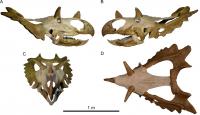 New Species of Horned Dinosaur with a Spiked 'Shield' (3/3)