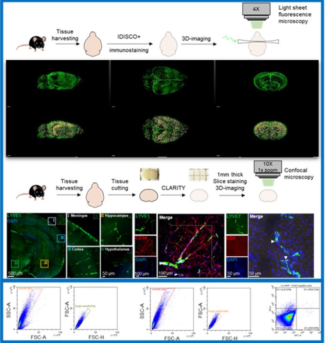 Fig. 2. Demonstrating the existence of deep brain lymphatic vessels and showing its functional aspects by using light sheet whole-brain imaging, confocal imaging in thick brain sections and flowcytometry